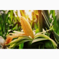 Продам кукурудзу 1000 тонн, Київська область