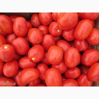 Продам помидоры, сорт Адванс и Галилея, круглая сливка, 1000 тонн, перец Ами