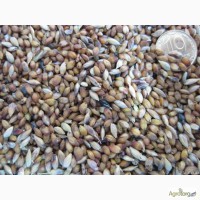 Продам семена суданской травы цена 7грн/кг