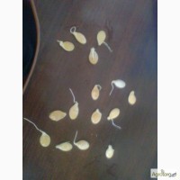 Семена тыквы (посевной материал) украинская многоплодная