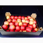 Яблоки польские, прямые поставки от производителя