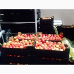 Яблоки польские, прямые поставки от производителя