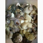 Продам грибы маслята солленно -вареные
