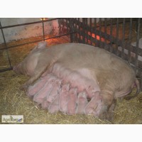 Продам Оптом 1500 Голов Свиноматки |Вес: 250+ кг| Свиньи Опт| Свиноматка