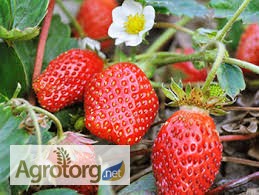 Агрокоопоратив продає свіжу ягоду