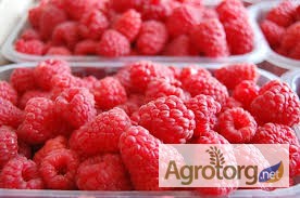 Фото 9. Агрокоопоратив продає свіжу ягоду