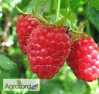 Фото 2. Агрокоопоратив продає свіжу ягоду