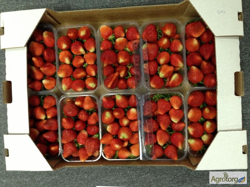 Фото 4. Агрокоопоратив продає свіжу ягоду