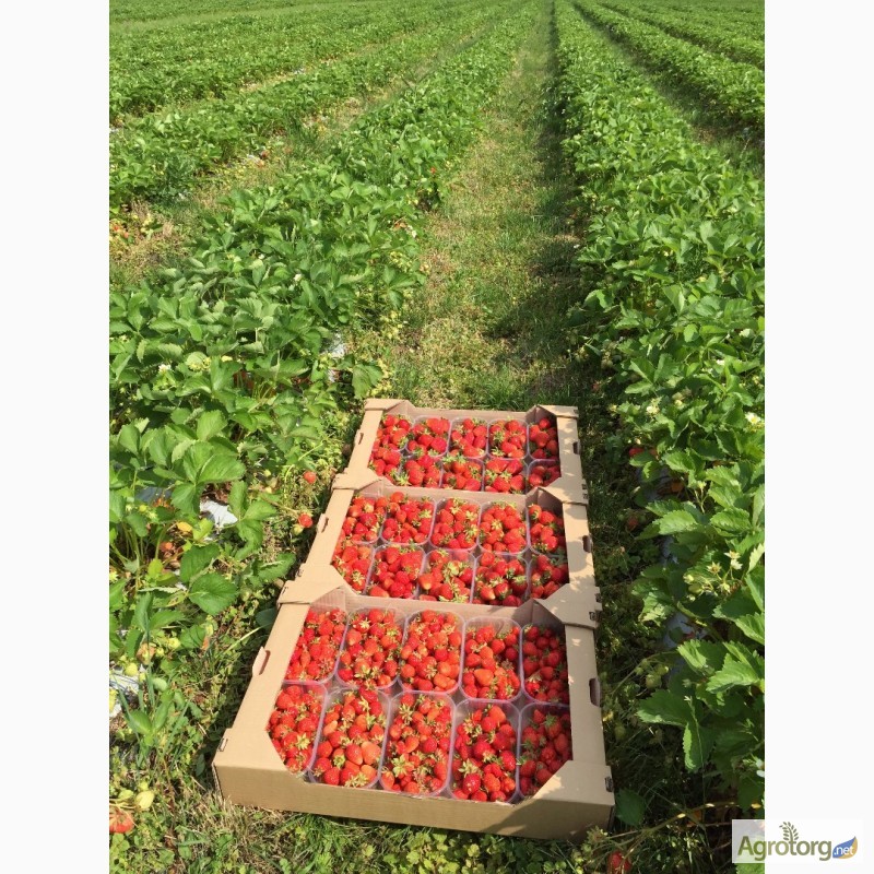 Фото 5. Агрокоопоратив продає свіжу ягоду