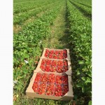 Агрокоопоратив продає свіжу ягоду