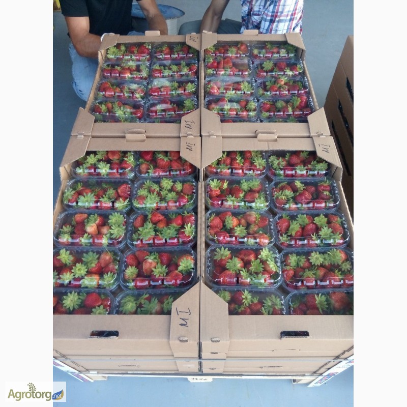Фото 6. Агрокоопоратив продає свіжу ягоду