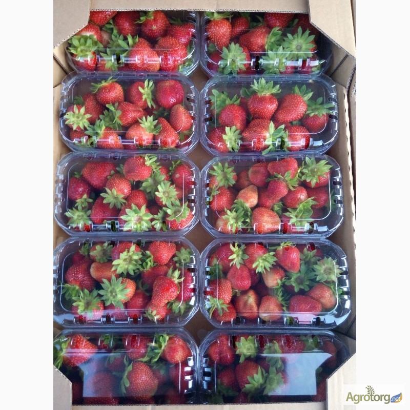 Фото 7. Агрокоопоратив продає свіжу ягоду
