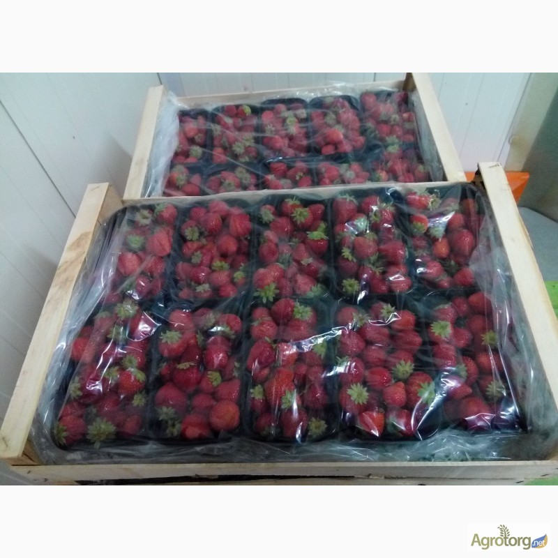 Фото 8. Агрокоопоратив продає свіжу ягоду