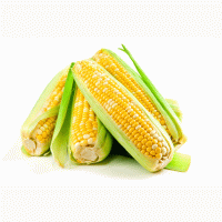 Продам гибрид кукурузы НЕРТУС-АГРО НС-101