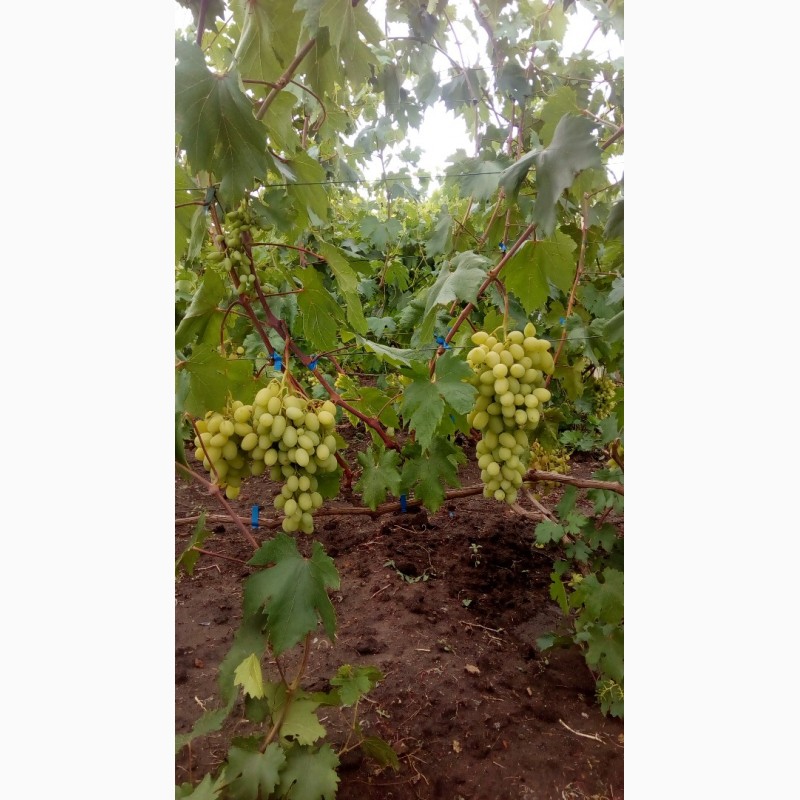 Фото 3. Продам виноград столовых сортов 2019