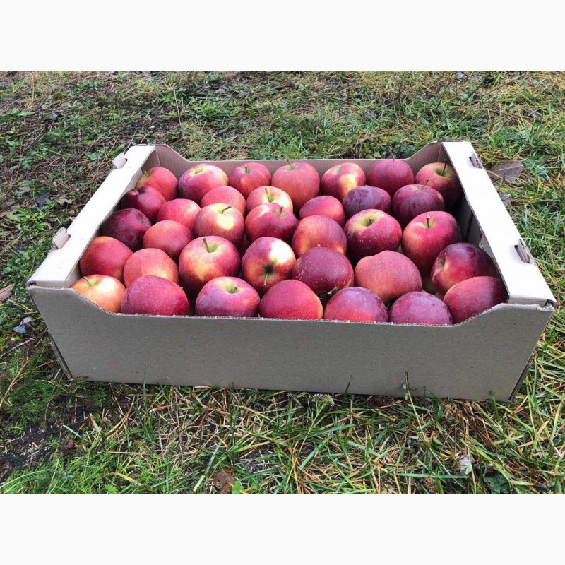 Фото 3. Продаємо яблука ОПТОМ від 2 т