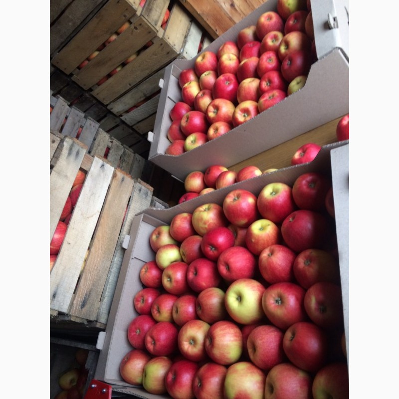 Фото 5. Продаємо яблука ОПТОМ від 2 т