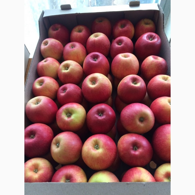 Фото 2. Продаємо яблука ОПТОМ від 2 т