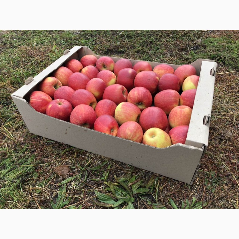 Фото 6. Продаємо яблука ОПТОМ від 2 т