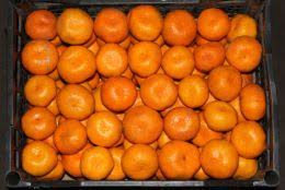 Фото 2. Продам мандарины мелким и крупным оптом сорта турция грузия испания фасованы в евро таре