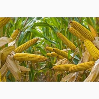 Семена кукурузы Одесса. Купить посевные семена кукурузы