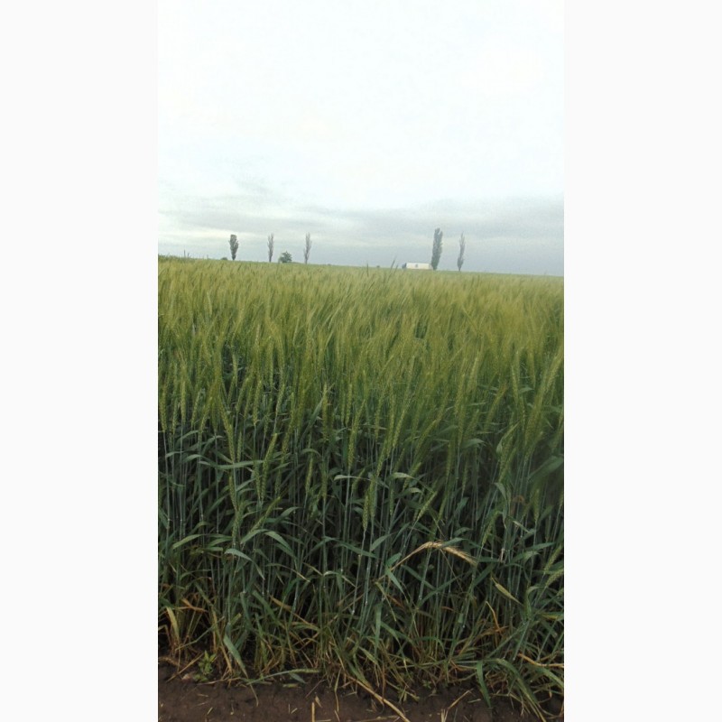 Фото 2. Пшениця озима Конка (СН1)