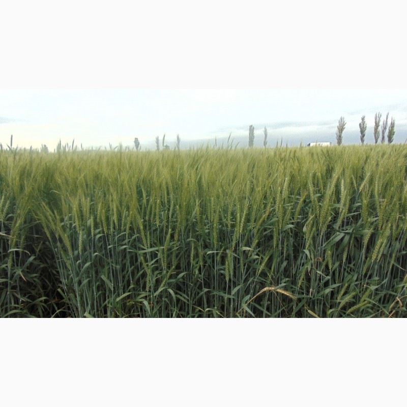 Фото 4. Пшениця озима Конка (СН1)
