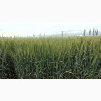 Пшениця озима Конка (СН1)