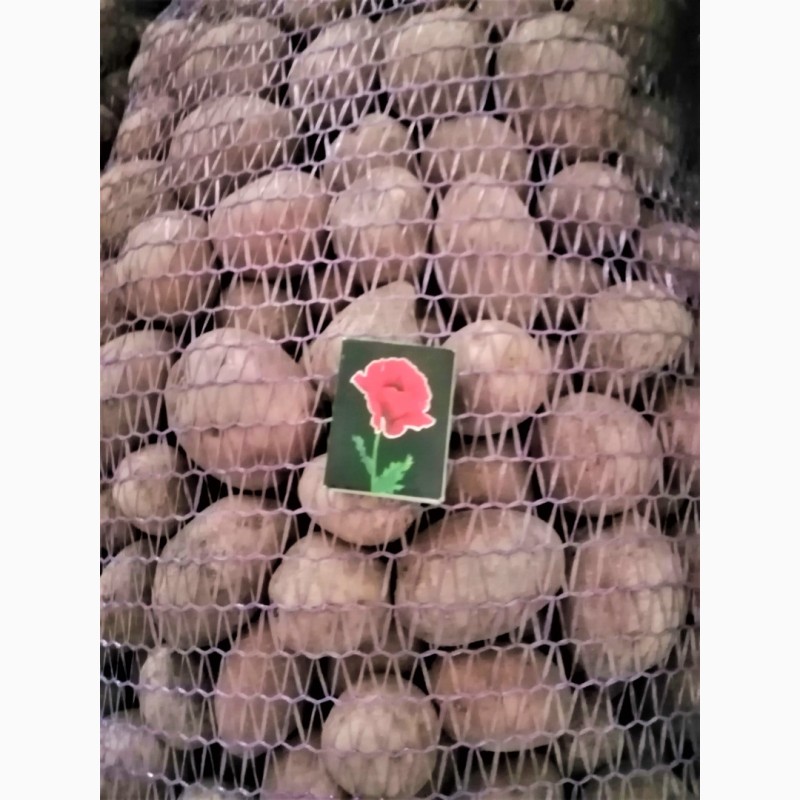 Фото 9. Картопля від Виробника
