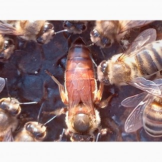 Продам плідні бджоломатки