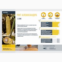 RAGT насіння кукурудзи РЖТ Алекксандра