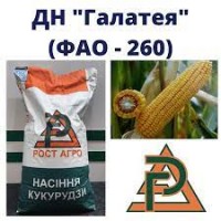 Семена кукурузы ДН Галатея ФАО 260 Рост Агро