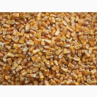 Продам кукурудзу 1000 тонн, Кіровоградська область