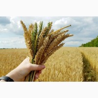 Продам пшеницю 3 клас Київська обл, Козин