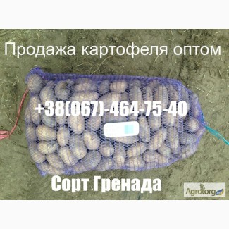 Продажа картофеля оптом сорт Гренада