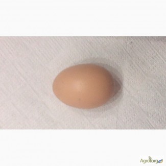 Инкубацеонное яйцо бролера