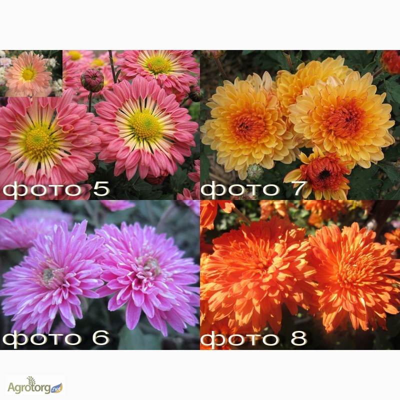 Фото 3. Продам саженцы корейских мелкоцветковых низкорослых и огородно-горшечных хризантем
