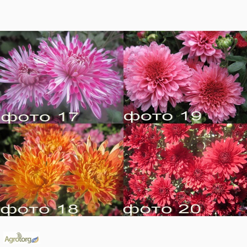Фото 6. Продам саженцы корейских мелкоцветковых низкорослых и огородно-горшечных хризантем