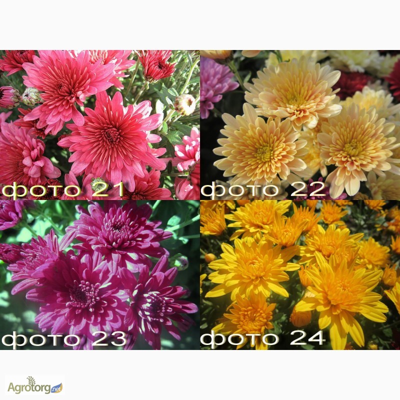 Фото 7. Продам саженцы корейских мелкоцветковых низкорослых и огородно-горшечных хризантем
