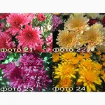 Продам саженцы корейских мелкоцветковых низкорослых и огородно-горшечных хризантем
