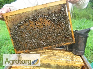 Породам пчелопакеты порода Украинская степная