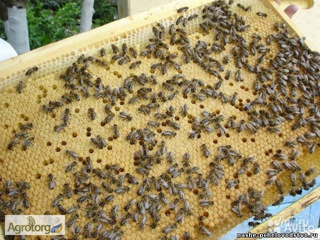 Фото 2. Породам пчелопакеты порода Украинская степная