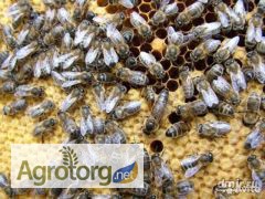 Фото 3. Породам пчелопакеты порода Украинская степная