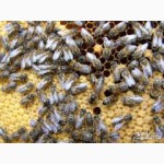 Породам пчелопакеты порода Украинская степная
