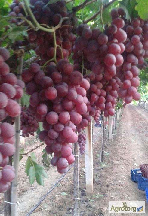 Фото 2. Продам свежий виноград кишмиш и red glob