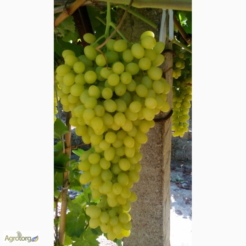 Фото 5. Продам свежий виноград кишмиш и red glob