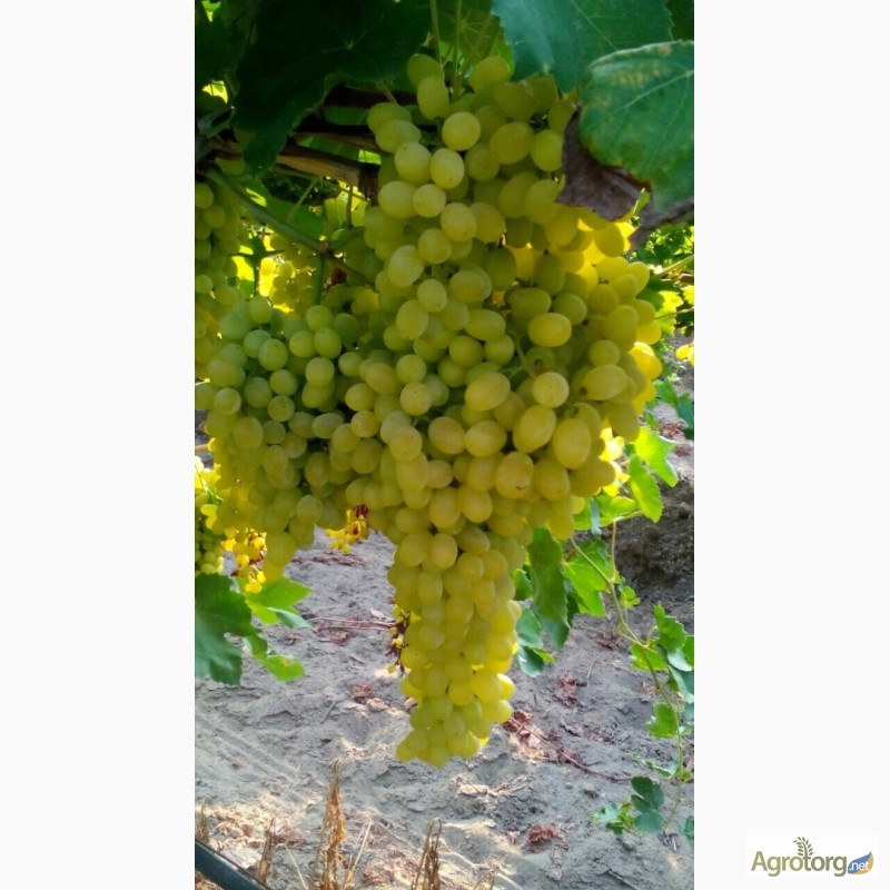 Фото 6. Продам свежий виноград кишмиш и red glob