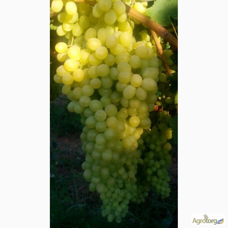 Фото 7. Продам свежий виноград кишмиш и red glob