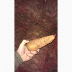 Морква оптом от производителя