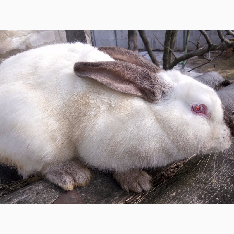 Фото 2. Продам кроликов калифорнийской породы разного возраста